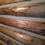 Chinking a wall on a log home by Wild Wood Log Home Restoration.